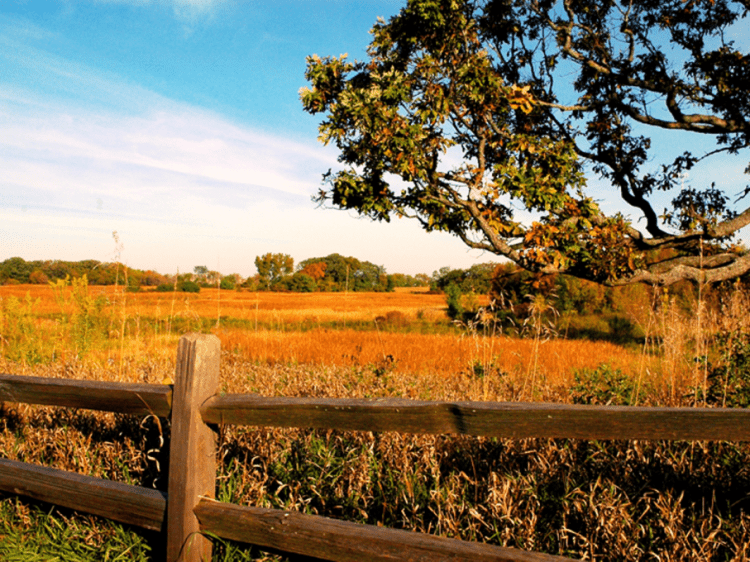 Image of Kane County open field with fence