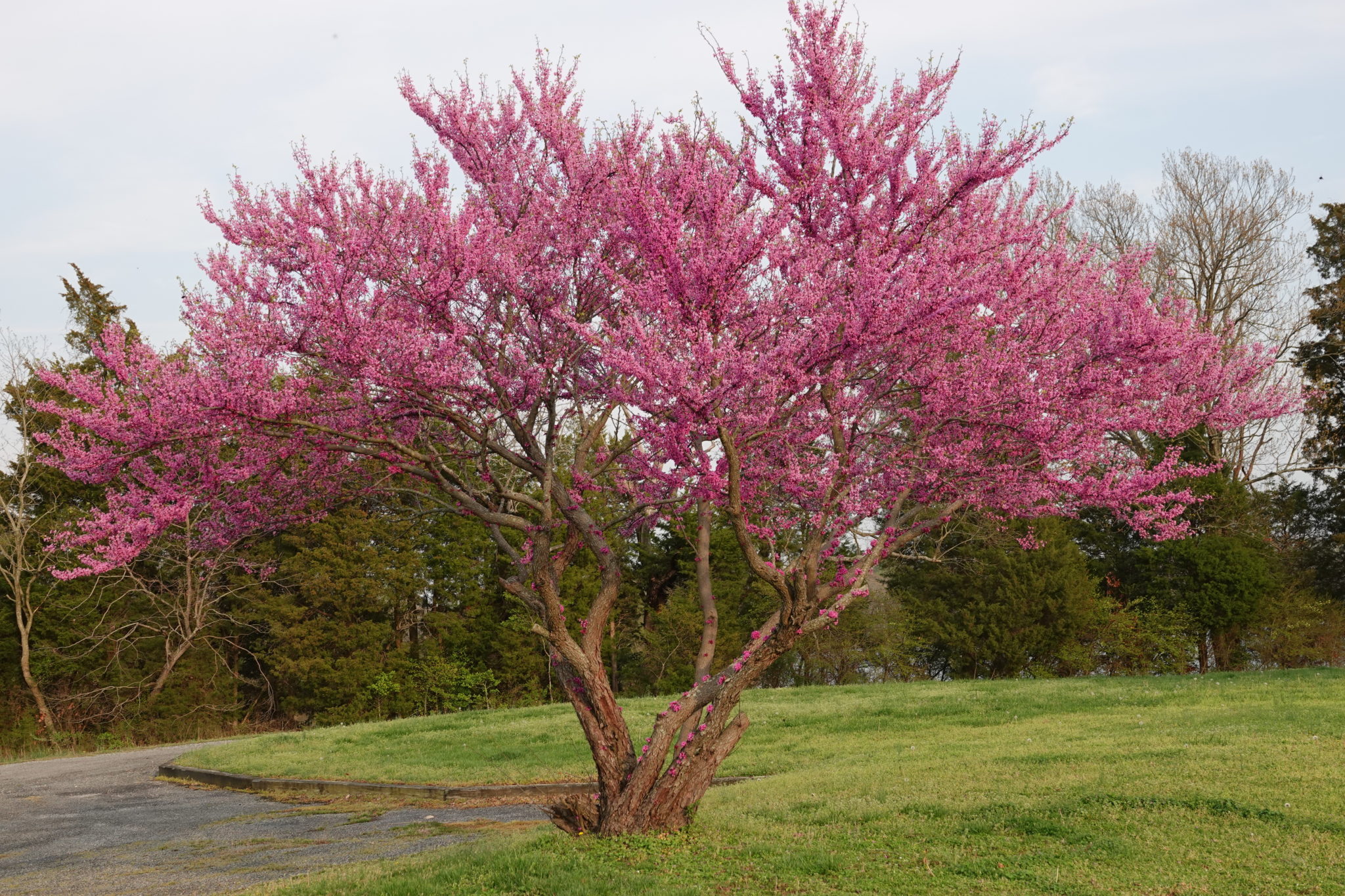 1.-Eastern-Redbud-at-Belle-Isle-SP-002-scaled.jpg